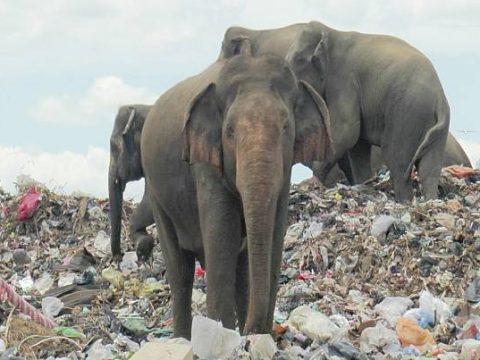 Miris Lihat Gajah Makan Sampah Plastik, Sri Lanka Gali Parit Blokir Akses Masuk TPA