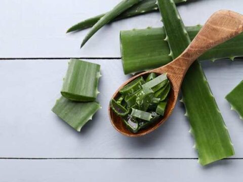 8 manfaat aloe vera untuk kesehatan dan kecantikan 480x360 - Beragam Manfaat Aloe Vera untuk Kesehatan