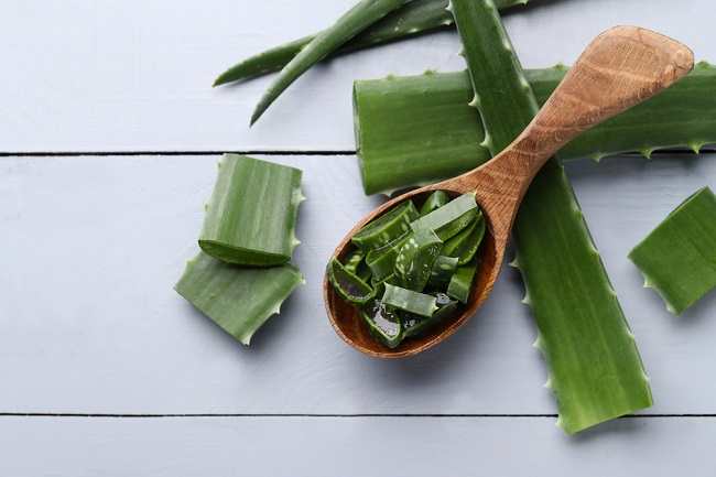 8 manfaat aloe vera untuk kesehatan dan kecantikan - Beragam Manfaat Aloe Vera untuk Kesehatan